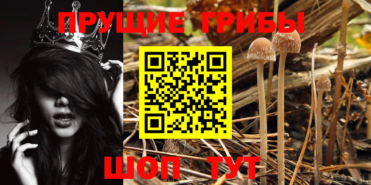 где купить наркотик  Псилоцибиновые грибы Psilocybine cubensis  Алексин  Вход с VPN  Псилоцибиновые грибы мицелий 